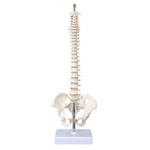 Mini wirbelsäule anatomie - mini,