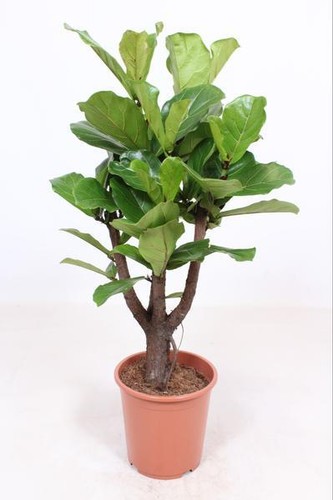 Geigenfeige ficus lyrata - ficus,