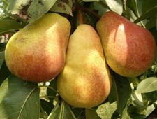 Birnbaum clapps liebling - clapps,