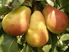 Birnbaum CLAPPS LIEBLING 120-150 cm hoch wurzelnackt