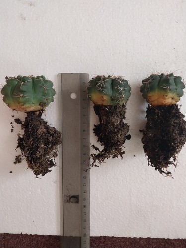Gymnocalycium baldianum 5 - baldianum, -5