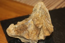 Dogger  Lopha marshi  Bivalvia  Hahnenkammauster  Edelsfeld, Oberpfalz