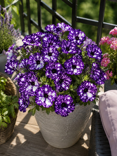 8000793 petunia lila sky - 8000793,