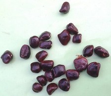 Tamarindenbaum, Tamarindus indica, 10 Samen frisch aus Thailand