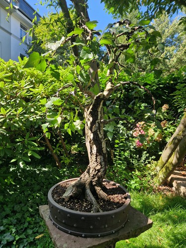 Bonsai sandbirke alter - bonsai,