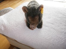 Steiff Wildschwein Bora