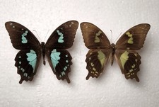 Paar Papilio epiphorbas aus Madagaskar Schmetterlinge Entomologie