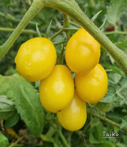 Tomate taiko samen - 10,
