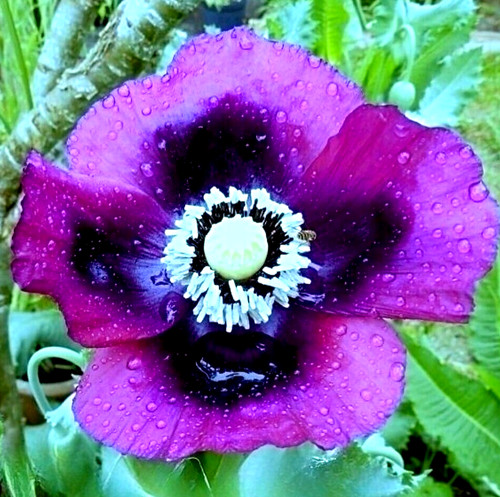 Mohnsamen ziermohn laurens - -,