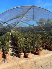 Sunny Tree - Magnolia