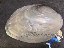 Perlmutt muschel xxl 170 - perlmutt,