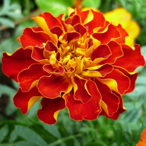 500 samen rote - 500,