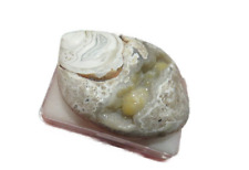 Quarz Muschel - Schnecke versteinert Quartz Shell 57,5x33,5mm 1345ct. Nr. U28919