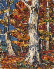 White Beeches in Fall by