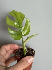 Planttini 🌱 Rhaphidophora