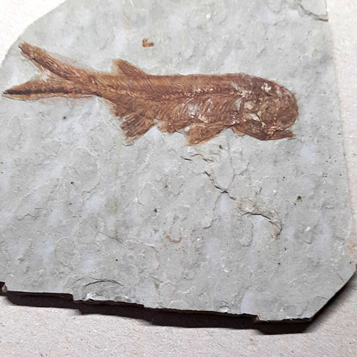 Fossiler fisch - fisch, (tierfossil)