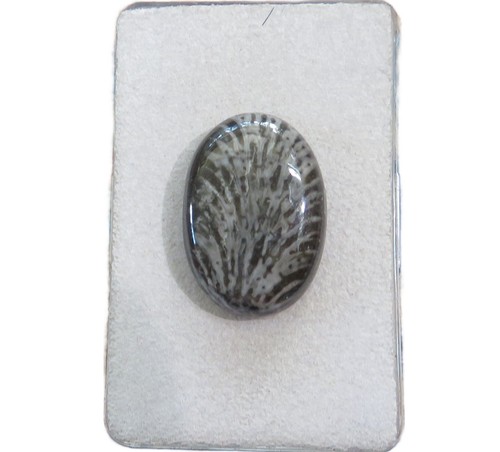 Stingray coral cabochon 24x17 - stingray,