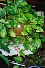 EFEUTUTE Scindapsus-Ableger