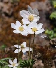 Anemone sylvestris –Frühlingswaldanemone, großes Windröschen  0,10 g Samen 2025b