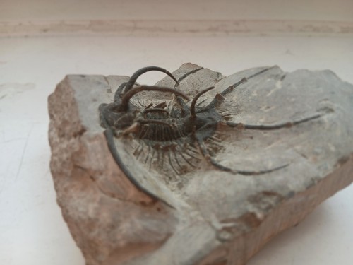 Trilobite fossil ceratarges - fossil,