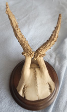 Rehgeweihe. Rehhörner