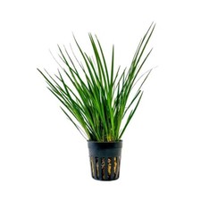 Terrarium Pflanze Acorus