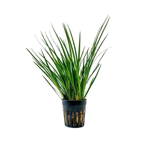 Terrarium pflanze acorus - terrarium,