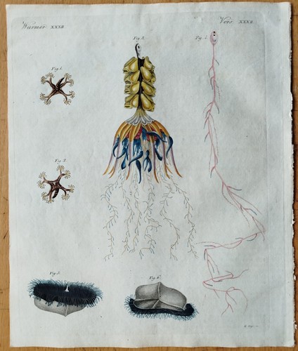 Strahltiere lucernaria velella - lucernaria,