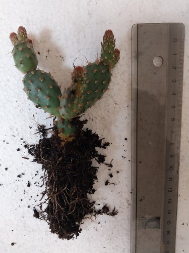 Opuntia fragilis hybrid - opuntia,