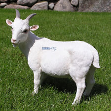 Zicklein Ziege Bergziege weiß