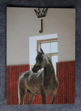 Postkarte Anguria,Araber Pferd,Arabische Pferde,Tier,Tiere,AK,Ansichtskarte,CZ