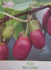 Actinidia arguta 'Red Jumbo' - grüne Mini Kiwi (weiblich) Pflanze 150-170cm
