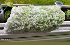 Museums Stufe Cleavalandite Turmalin Kunzit Aus Afghanistan 