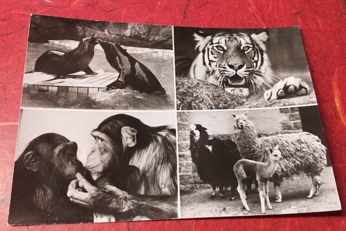 Alte tiger schimpanse zoo - s/w,