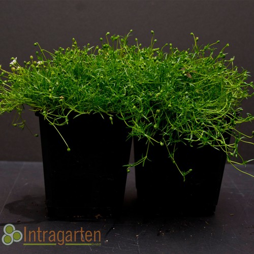 Sagina subulata sternmoos - sagina,