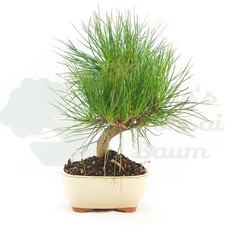 BONSAI Japanische Schwarzkiefer 'Pinus thunbergii' Winterhart & Pflegeleicht