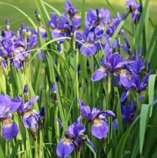 Sibirische Schwertlilie-