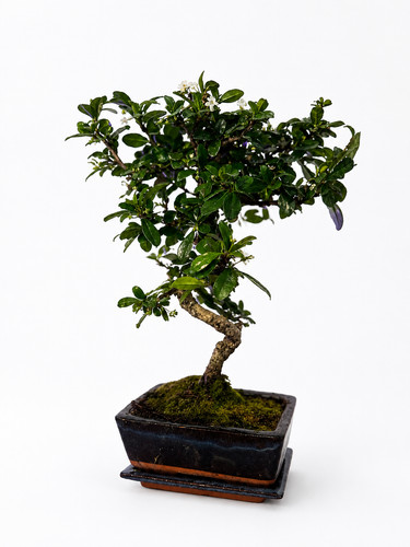 Bonsai carmona microphylla - bonsai,