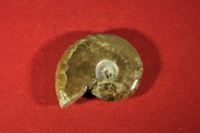 *Ammonit*Madagaskar*Poliert*Opalisierend*Fossil*Versteinerung*Kopffüsser*