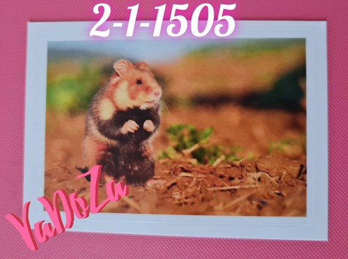 Abenteuer tierwelt hamster - abenteuer,