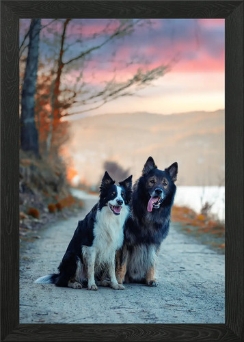 Zwei reinrassige hunde - hunde, sitzen