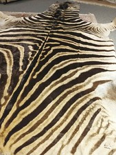 Zebrafell Zebra Jagd Namibia Safari Steppenzebra Deutsche Gerberei