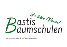 Castanea sativa 'Maraval' /