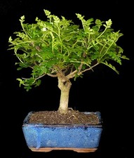 Bonsai - Zanthoxyllum