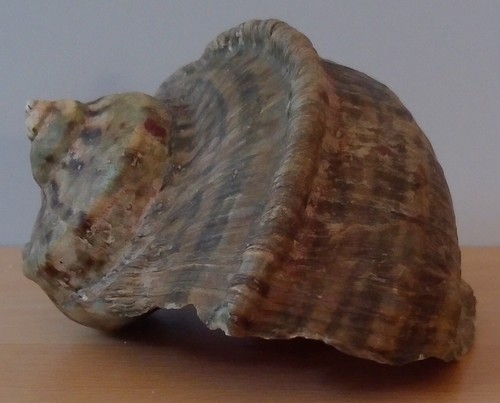 Meeresmuschel - , /
