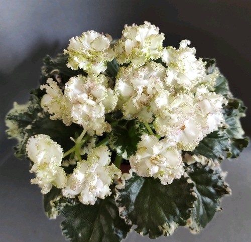 African violet saintpaulia - african,
