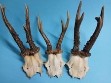 Rehstangen    Hirschhorn