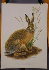 Landhausstil Poster Plakat Wandkarte Wildtiere Wandbild Feldhase