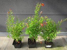 Punica granatum 'NANA' - Zwerg-Granatapfelbaum - Pflanze 20-40cm  bis -12° Frost