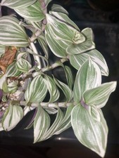 Tradescantia white - tradescantia, "